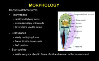 Consists of three forms
 Tachyzoites
 rapidly multiplying forms,
 invade & multiply within cells
 Silver stains used to detect
 Bradyzoites
 slowly multiplying forms
 Present inside tissue cysts
 PAS positive
 Sporozoites
 inside oocysts, shed in feces of cat and remian in the environment
 