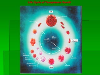 Life Cycle of Toxoplasma Gondii
 