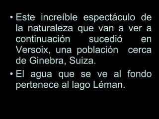 Este increíble espectáculo de la naturaleza que van a ver a continuación sucedió en Versoix, una población cerca de Ginebra, Suiza. El agua que se ve al fondo pertenece al lago Léman.