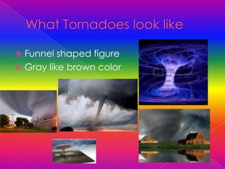 Tornadoes | PPTX | Weather | Science