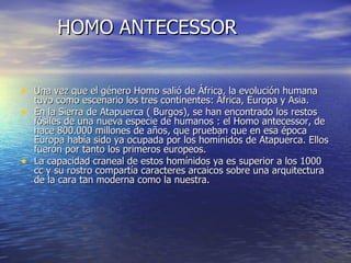 HOMO ANTECESSOR Una vez que el género Homo salió de África, la evolución humana tuvo como escenario los tres continentes: África, Europa y Asia. En la Sierra de Atapuerca ( Burgos), se han encontrado los restos fósiles de una nueva especie de humanos : el Homo antecessor, de hace 800.000 millones de años, que prueban que en esa época Europa había sido ya ocupada por los homínidos de Atapuerca. Ellos fueron por tanto los primeros europeos. La capacidad craneal de estos homínidos ya es superior a los 1000 cc y su rostro compartía caracteres arcaicos sobre una arquitectura de la cara tan moderna como la nuestra. 