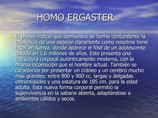HOMO ERGASTER El primer indicio que demuestra de forma contundente la existencia de una especie claramente como nosotros tiene lugar en Kenya, donde aparece el fósil de un adolescente datado en 1,6 millones de años. Este presenta una estructura corporal auténticamente moderna, con la misma locomoción que el hombre actual. También se caracteriza por presentar un cráneo y un cerebro mucho más grandes: entre 800 y 900 cc, largas y delgadas extremidades y una estatura de 185 cm. para la edad adulta. Esta nueva forma corporal permitió la supervivencia en la sabana abierta, adaptándose a ambientes cálidos y secos. 