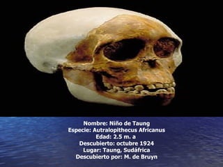 Imágenes  Nombre: Niño de Taung Especie: Autralopithecus Africanus Edad: 2.5 m. a  Descubierto: octubre 1924 Lugar: Taung, Sudáfrica Descubierto por: M. de Bruyn 