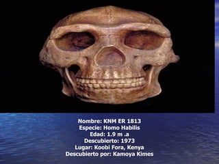 Nombre: KNM ER 1813 Especie: Homo Habilis Edad: 1.9 m .a Descubierto: 1973 Lugar: Koobi Fora, Kenya Descubierto por: Kamoya Kimes 