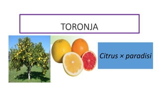 TORONJA
Citrus × paradisi
 