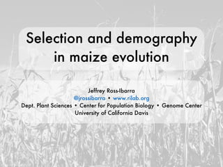 Selection and demography
in maize evolution
Jeffrey Ross-Ibarra
@jrossibarra • www.rilab.org
Dept. Plant Sciences • Center for Population Biology • Genome Center
University of California Davis
photo by lady_lbrty
 