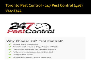 Toronto pest control   247 pest control