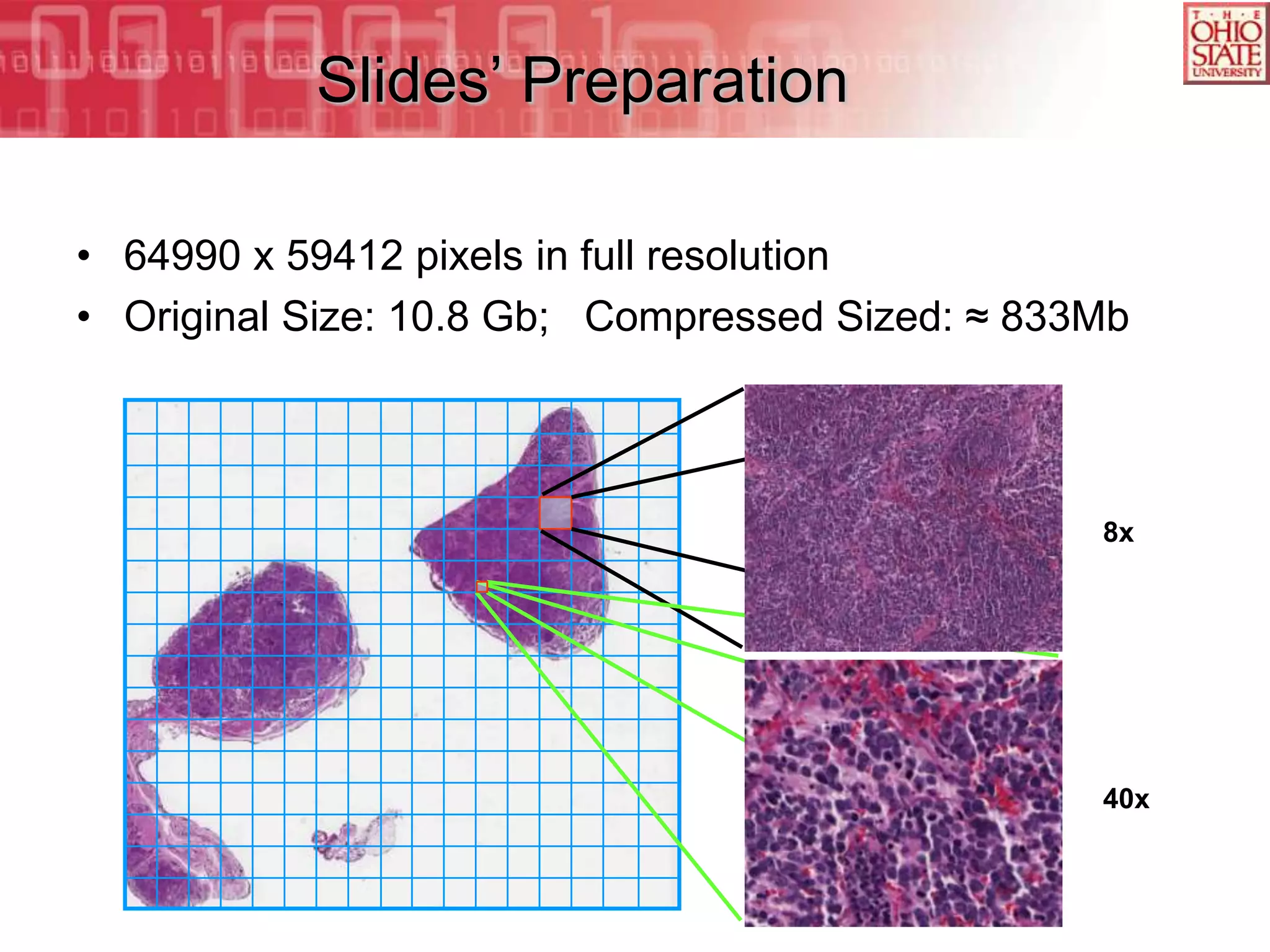 Slides’ Preparation

• 64990 x 59412 pixels in full resolution
• Original Size: 10.8 Gb; Compressed Sized: ≈ 833Mb



                                                 8x




                                                 40x
 