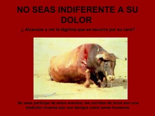 NO SEAS INDIFERENTE A SU DOLOR   ¿ Alcanzas a ver la lágrima que se escurre por su cara?   No seas partícipe de estos eventos, las corridas de toros son una tradición cruenta que nos denigra como seres humanos   