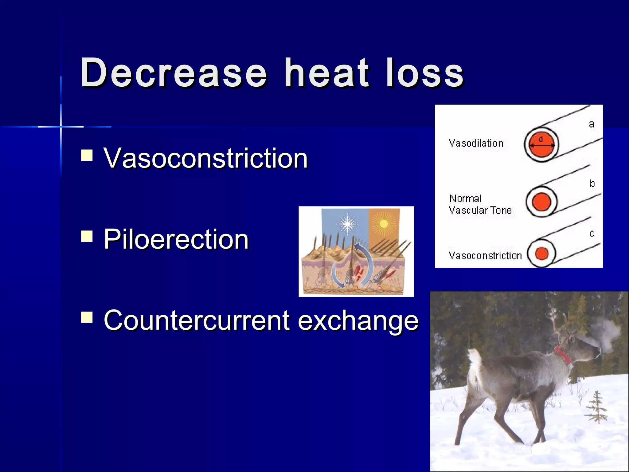 Decrease heat loss


Vasoconstriction



Piloerection



Countercurrent exchange

 