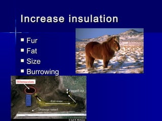 Increase insulation





Fur
Fat
Size
Burrowing

 