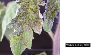 Verbeek et al., 2008
 