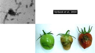 Verbeek et al., 2014
 