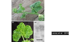 Lecoq et al., 2016
 