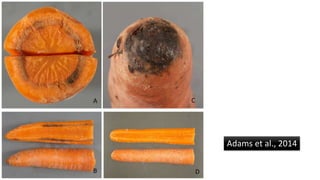 Adams et al., 2014
 
