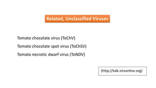 Related, Unclassified Viruses
Tomato chocolate virus (ToChV)
Tomato chocolate spot virus (ToChSV)
Tomato necrotic dwarf virus (ToNDV)
 