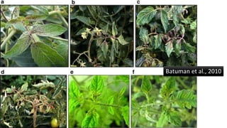 Batuman et al., 2010
 