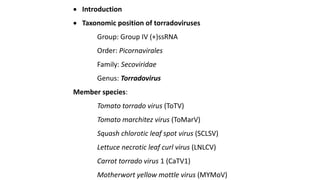  Introduction
 Taxonomic position of torradoviruses
Group: Group IV (+)ssRNA
Order: Picornavirales
Family: Secoviridae
Genus: Torradovirus
Member species:
Tomato torrado virus (ToTV)
Tomato marchitez virus (ToMarV)
Squash chlorotic leaf spot virus (SCLSV)
Lettuce necrotic leaf curl virus (LNLCV)
Carrot torrado virus 1 (CaTV1)
Motherwort yellow mottle virus (MYMoV)
 
