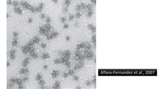 Alfaro-Fernandez et al., 2007
 