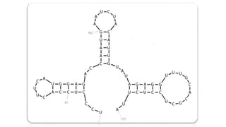 Torradovirus