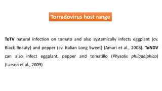 Torradovirus host range
ToTV natural infection on tomato and also systemically infects eggplant (cv.
Black Beauty) and pepper (cv. Italian Long Sweet) (Amari et al., 2008). ToNDV
can also infect eggplant, pepper and tomatillo (Physalis philadelphica)
(Larsen et al., 2009)
 