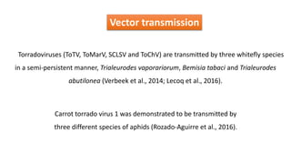 Vector transmission
Torradoviruses (ToTV, ToMarV, SCLSV and ToChV) are transmitted by three whitefly species
in a semi-persistent manner, Trialeurodes vaporariorum, Bemisia tabaci and Trialeurodes
abutilonea (Verbeek et al., 2014; Lecoq et al., 2016).
Carrot torrado virus 1 was demonstrated to be transmitted by
three different species of aphids (Rozado-Aguirre et al., 2016).
 
