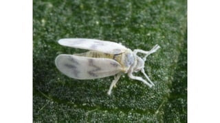Torradovirus