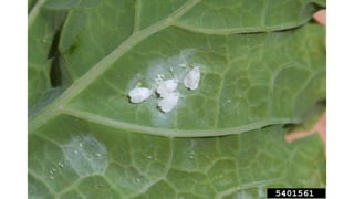 Torradovirus