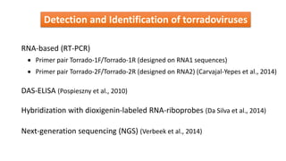 Detection and Identification of torradoviruses
RNA-based (RT-PCR)
DAS-ELISA (Pospieszny et al., 2010)
Hybridization with dioxigenin-labeled RNA-riboprobes (Da Silva et al., 2014)
 Primer pair Torrado-1F/Torrado-1R (designed on RNA1 sequences)
 Primer pair Torrado-2F/Torrado-2R (designed on RNA2) (Carvajal-Yepes et al., 2014)
Next-generation sequencing (NGS) (Verbeek et al., 2014)
 