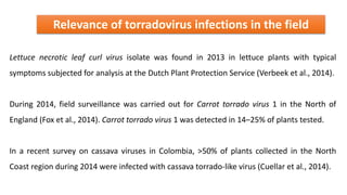 Relevance of torradovirus infections in the field
Lettuce necrotic leaf curl virus isolate was found in 2013 in lettuce plants with typical
symptoms subjected for analysis at the Dutch Plant Protection Service (Verbeek et al., 2014).
During 2014, field surveillance was carried out for Carrot torrado virus 1 in the North of
England (Fox et al., 2014). Carrot torrado virus 1 was detected in 14–25% of plants tested.
In a recent survey on cassava viruses in Colombia, >50% of plants collected in the North
Coast region during 2014 were infected with cassava torrado-like virus (Cuellar et al., 2014).
 