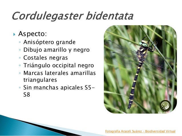 torralba burrial los odonatos de montaa en la pennsula ibrica 29 638