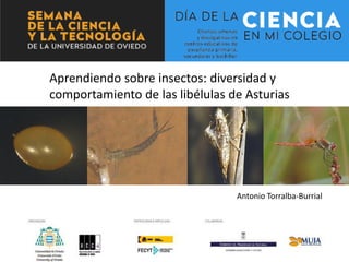 Aprendiendo sobre insectos: diversidad y
comportamiento de las libélulas de Asturias
Antonio Torralba-Burrial
 