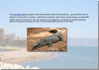 The Crocodile Park situated in the Manantiales Park of Torremolinos, you will find from a
distance of less than 2 metres, prehistoric monsters which have miraculously survived 200
million years of evolution. You can wonder at the gigantic crocodiles by silently walking
beside them, observing the secrets of one of the most fascinating creatures of our world.
 