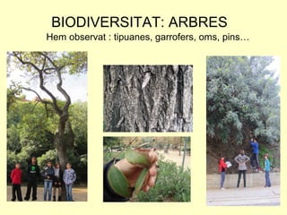 BIODIVERSITAT: ARBRES
Hem observat : tipuanes, garrofers, oms, pins…
 