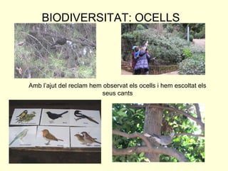 BIODIVERSITAT: OCELLS




Amb l’ajut del reclam hem observat els ocells i hem escoltat els
                         seus cants
 