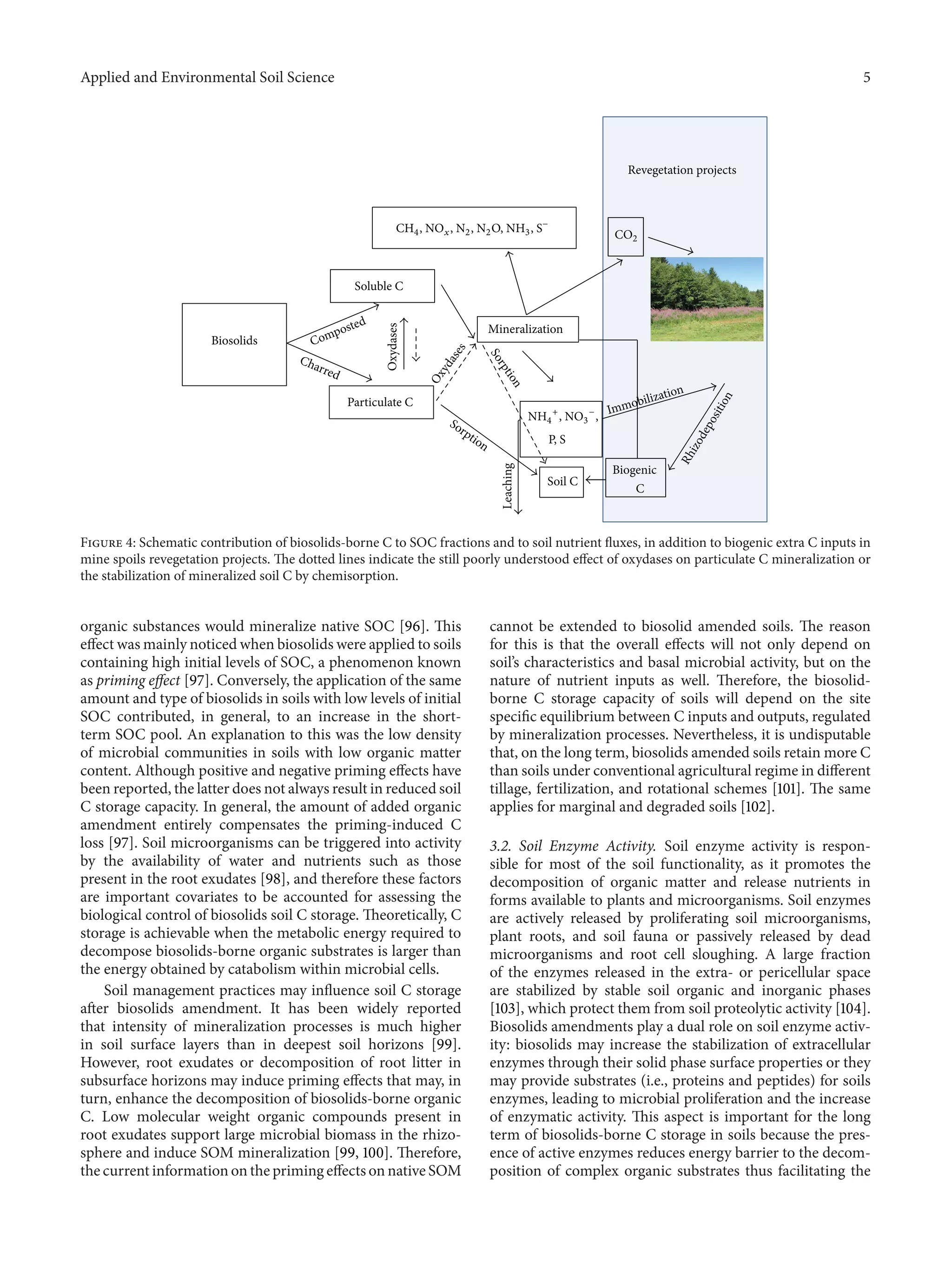 Applied and Environmental Soil Science 5
Mineralization
Revegetation projects
Soluble C
Biosolids Composted
Charred
Particulate C
Oxydases
Oxydases
Sorption
Sorption
Leaching
Immobilization
Rhizodeposition
Biogenic
C
Soil C
CO2
CH4, NOx, N2, N2O, NH3, S−
NH4
+
, NO3
−
,
P, S
Figure 4: Schematic contribution of biosolids-borne C to SOC fractions and to soil nutrient fluxes, in addition to biogenic extra C inputs in
mine spoils revegetation projects. The dotted lines indicate the still poorly understood effect of oxydases on particulate C mineralization or
the stabilization of mineralized soil C by chemisorption.
organic substances would mineralize native SOC [96]. This
effect was mainly noticed when biosolids were applied to soils
containing high initial levels of SOC, a phenomenon known
as priming effect [97]. Conversely, the application of the same
amount and type of biosolids in soils with low levels of initial
SOC contributed, in general, to an increase in the short-
term SOC pool. An explanation to this was the low density
of microbial communities in soils with low organic matter
content. Although positive and negative priming effects have
been reported, the latter does not always result in reduced soil
C storage capacity. In general, the amount of added organic
amendment entirely compensates the priming-induced C
loss [97]. Soil microorganisms can be triggered into activity
by the availability of water and nutrients such as those
present in the root exudates [98], and therefore these factors
are important covariates to be accounted for assessing the
biological control of biosolids soil C storage. Theoretically, C
storage is achievable when the metabolic energy required to
decompose biosolids-borne organic substrates is larger than
the energy obtained by catabolism within microbial cells.
Soil management practices may influence soil C storage
after biosolids amendment. It has been widely reported
that intensity of mineralization processes is much higher
in soil surface layers than in deepest soil horizons [99].
However, root exudates or decomposition of root litter in
subsurface horizons may induce priming effects that may, in
turn, enhance the decomposition of biosolids-borne organic
C. Low molecular weight organic compounds present in
root exudates support large microbial biomass in the rhizo-
sphere and induce SOM mineralization [99, 100]. Therefore,
the current information on the priming effects on native SOM
cannot be extended to biosolid amended soils. The reason
for this is that the overall effects will not only depend on
soil’s characteristics and basal microbial activity, but on the
nature of nutrient inputs as well. Therefore, the biosolid-
borne C storage capacity of soils will depend on the site
specific equilibrium between C inputs and outputs, regulated
by mineralization processes. Nevertheless, it is undisputable
that, on the long term, biosolids amended soils retain more C
than soils under conventional agricultural regime in different
tillage, fertilization, and rotational schemes [101]. The same
applies for marginal and degraded soils [102].
3.2. Soil Enzyme Activity. Soil enzyme activity is respon-
sible for most of the soil functionality, as it promotes the
decomposition of organic matter and release nutrients in
forms available to plants and microorganisms. Soil enzymes
are actively released by proliferating soil microorganisms,
plant roots, and soil fauna or passively released by dead
microorganisms and root cell sloughing. A large fraction
of the enzymes released in the extra- or pericellular space
are stabilized by stable soil organic and inorganic phases
[103], which protect them from soil proteolytic activity [104].
Biosolids amendments play a dual role on soil enzyme activ-
ity: biosolids may increase the stabilization of extracellular
enzymes through their solid phase surface properties or they
may provide substrates (i.e., proteins and peptides) for soils
enzymes, leading to microbial proliferation and the increase
of enzymatic activity. This aspect is important for the long
term of biosolids-borne C storage in soils because the pres-
ence of active enzymes reduces energy barrier to the decom-
position of complex organic substrates thus facilitating the
 