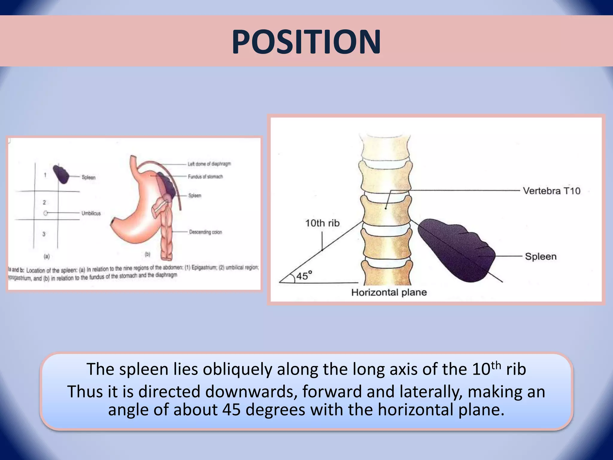 Spleen Inverted Torsion of spleen | PPT