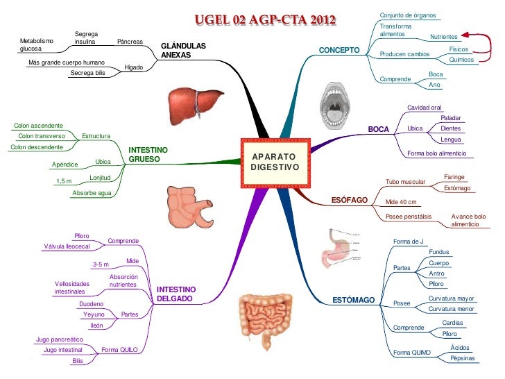 metabolismo basal calculo online en la forma natural