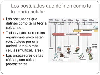 Los postulados que definen como tal
la teoría celular
 Los postulados que
definen como tal la teoría
celular son:
 Todos y cada uno de los
organismos vivos están
constituidos por una
(unicelulares) o más
células (multicelulares).
 Los antecesores de las
células, son células
preexistentes.
 