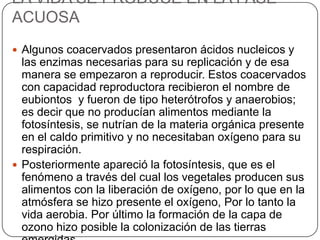 LA VIDA SE PRODUCE EN LA FASE
ACUOSA
 Algunos coacervados presentaron ácidos nucleicos y
las enzimas necesarias para su replicación y de esa
manera se empezaron a reproducir. Estos coacervados
con capacidad reproductora recibieron el nombre de
eubiontos y fueron de tipo heterótrofos y anaerobios;
es decir que no producían alimentos mediante la
fotosíntesis, se nutrían de la materia orgánica presente
en el caldo primitivo y no necesitaban oxígeno para su
respiración.
 Posteriormente apareció la fotosíntesis, que es el
fenómeno a través del cual los vegetales producen sus
alimentos con la liberación de oxígeno, por lo que en la
atmósfera se hizo presente el oxígeno, Por lo tanto la
vida aerobia. Por último la formación de la capa de
ozono hizo posible la colonización de las tierras
 