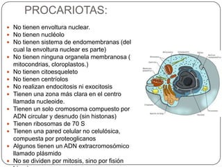 PROCARIOTAS:
 No tienen envoltura nuclear.
 No tienen nucléolo
 No tienen sistema de endomembranas (del
cual la envoltura nuclear es parte)
 No tienen ninguna organela membranosa (
mitocondrias, cloroplastos.)
 No tienen citoesqueleto
 No tienen centríolos
 No realizan endocitosis ni exocitosis
 Tienen una zona más clara en el centro
llamada nucleoide.
 Tienen un solo cromosoma compuesto por
ADN circular y desnudo (sin histonas)
 Tienen ribosomas de 70 S
 Tienen una pared celular no celulósica,
compuesta por proteoglicanos
 Algunos tienen un ADN extracromosómico
llamado plásmido
 No se dividen por mitosis, sino por fisión
 