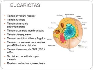 EUCARIOTAS
 Tienen envoltura nuclear
 Tienen nucléolo
 Tienen sistema de
endomembrana
 Tienen organelas membranosas
 Tienen citoesqueleto
 Tienen centríolos, cilios y flagelos
 Tienen cromosomas compuestos
por ADN unido a histonas
 Tienen ribosomas de 80 S (60S +
40S)
 Se dividen por mitosis o por
meiosis
 Realizan endocitosis y exocitosis
 