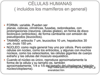CÉLULAS HUMANAS
( incluidos los mamíferos en general)
 FORMA: variable. Pueden ser
planas, cúbicas, cilíndricas, fusadas, redondeadas, con
prolongaciones (neurona, células gliales), en forma de disco
bicóncavo (eritrocitos), de forma cambiante con emisión de
pseudópodos (leucocitos).
 TAMAÑO: eritrocito 7 um, leucocitos 10 um, hepatocitos 30
um, óvulo 150 um.
 NÚCLEO: como regla general hay uno por célula. Pero existen
células sin núcleo, como los eritrocitos, y algunas con muchos
núcleos, como los osteoclastos, las células gigantes de cuerpo
extraño y las células del músculo esquelético.
 Cuando el núcleo es único, reproduce aproximadamente la
forma de la célula y su tamaño es, también
aproximadamente, 1/4 o 1/5 del tamaño del citoplasma (relación
núcleo/citoplasma).
http://www.ipau.8m.com/apunte_biologia_g
eneralidad.htm
 