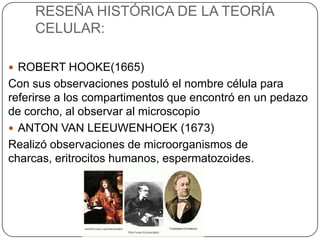 RESEÑA HISTÓRICA DE LA TEORÍA
CELULAR:
 ROBERT HOOKE(1665)
Con sus observaciones postuló el nombre célula para
referirse a los compartimentos que encontró en un pedazo
de corcho, al observar al microscopio
 ANTON VAN LEEUWENHOEK (1673)
Realizó observaciones de microorganismos de
charcas, eritrocitos humanos, espermatozoides.
 