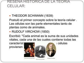 RESEÑA HISTÓRICA DE LA TEORÍA
CELULAR:
 THEODOR SCHWANN (1839)
Postuló el primer concepto sobre la teoría celular .
Las células son las parte elementales tanto de
plantas como de animales.
 RUDOLF VIRCHOW (1850)
Escribió: "Cada animal es la suma de sus unidades
vitales, cada una de las cuales contiene todas las
características de la vida. Todas las células
provienen de otras células".
 