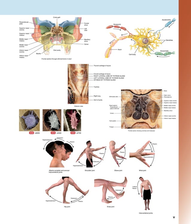 Tortora PRINCIPLES OF ANATOMY AND PHYSIOLOGY - Tortora - 14th Ed.pdf