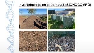 Invertebrados en el compost (BICHOCOMPO)
 