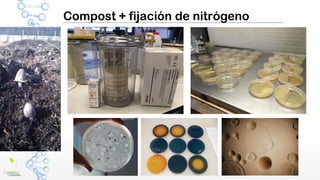Compost + fijación de nitrógeno
 