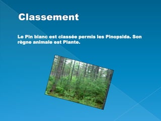 Classement Le Pin blanc est classée permis les Pinopsida. Son règne animale est Plante.  