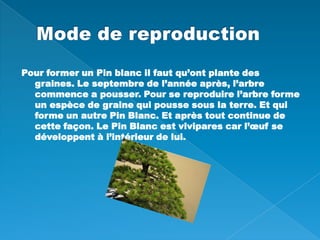 Mode de reproductionPour former un Pin blanc il faut qu’ont plante des graines. Le septembre de l’année après, l’arbre commence a pousser. Pour se reproduire l’arbre forme un espèce de graine qui pousse sous la terre. Et qui forme un autre Pin Blanc. Et après tout continue de cette façon. Le Pin Blanc est vivipares car l’œuf se développent à l’intérieur de lui.   